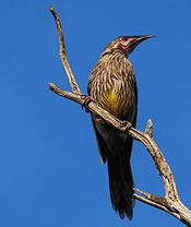 Red Wattlebird